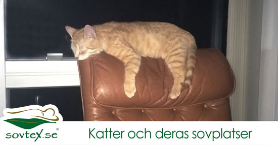 Katter och deras sovplatser - Sovtex Blogg