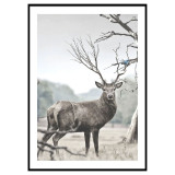 Deer Portrait Poster