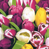 Interiörhuset Tulips In Colour Lunchservett 20-Pack