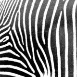 Zebra Stripes Lunchservett 20-Pack